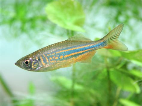Freshwater Fish .